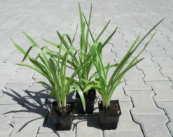 Gartenorchidee / Spiranthes Cernua Odorata 'Chadd's Ford' Im 9 Cm Topf -Hobby || DENNERLE || Flamingo Verkäufe GT10825M 1 3