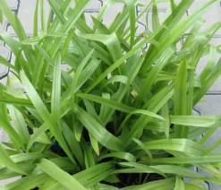 Gartenorchidee / Spiranthes Cernua Odorata 'Chadd's Ford' Im 9 Cm Topf -Hobby || DENNERLE || Flamingo Verkäufe GT10825M 1 4