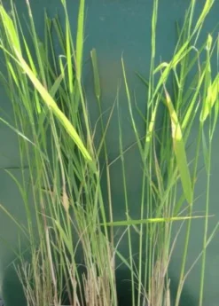 Schilf, Schilfrohr / Phragmites Australis Im 9x9 Cm Topf