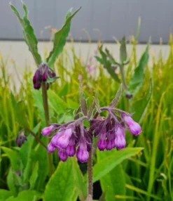 Echter Beinwell / Symphytum Officinale Im 9 Cm Topf