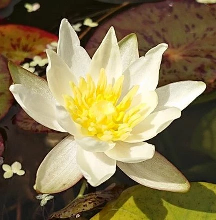 Gelbe Seerose / Nymphaea 'Colonel A. J. Welch' Im 11x11 Cm Topf 3 Gelbe Seerose / Nymphaea 'Colonel A. J. Welch' Im 11x11 Cm Topf