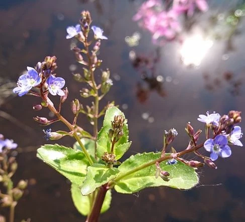 Bachbunge, Bach-Ehrenpreis / Veronica Beccabunga Im 9x9 Cm Topf 3 Bachbunge, Bach-Ehrenpreis / Veronica Beccabunga Im 9x9 Cm Topf
