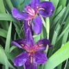 Schwarz-violette Sumpfschwertlilie "Black Gamecock" / Iris Louisiana "Black Gamecock" Im 9 Cm Topf 1 Schwarz-violette Sumpfschwertlilie "Black Gamecock" / Iris Louisiana "Black Gamecock" Im 9 Cm Topf -Hobby || DENNERLE || Flamingo Verkäufe GT11146Mo 1 1