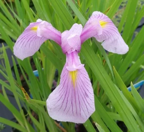 Rosa Sumpfschwertlilie / Iris Laevigata Rose Queen Im 9x9 Cm Topf 3 Rosa Sumpfschwertlilie / Iris Laevigata Rose Queen Im 9x9 Cm Topf