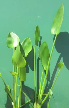 Herzblättriges Hechtkraut / Pontederia Cordata Im 9x9 Cm Topf 3 Herzblättriges Hechtkraut / Pontederia Cordata Im 9x9 Cm Topf