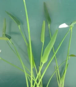 Riesenhechtkraut / Pontederia Lanceolata Im 9x9 Cm Topf