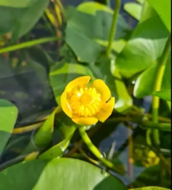 Einheimische Gelbe Teichrose / Nuphar Lutea (luteum) Im 11x11 Cm Topf