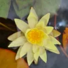 Gelbe Zwerg-Seerose / Nymphaea Pygmaea ´Helvola´ Miniseerose Im 9x9 Cm Topf