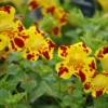 Gefleckte Gauklerblume / Mimulus Lut. Grandiflora Im 9x9 Cm Topf 2 Gefleckte Gauklerblume / Mimulus Lut. Grandiflora Im 9x9 Cm Topf -Hobby || DENNERLE || Flamingo Verkäufe GT181038BA 1 1