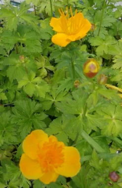 Europäische Trollblume / Trollius Europaeus Im 9x9 Cm Topf