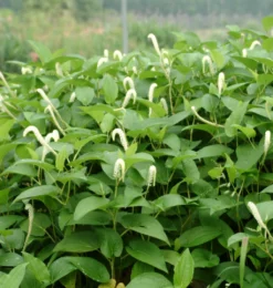 Asiatischer Molchschwanz / Saururus Chinensis Im 9x9 Cm Topf