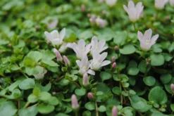 Zarter Gauchheil / Anagallis Tenella Im 9x9 Cm Topf