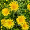 Weiden-Alant / Inula Salicina Im 9x9 Cm Topf 2 Weiden-Alant / Inula Salicina Im 9x9 Cm Topf -Hobby || DENNERLE || Flamingo Verkäufe GT182037ba 1 1