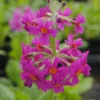 Etagen-Schlüsselblume / Primula Japonica Im 9x9 Cm Topf -Hobby || DENNERLE || Flamingo Verkäufe GT182046BA 1 1