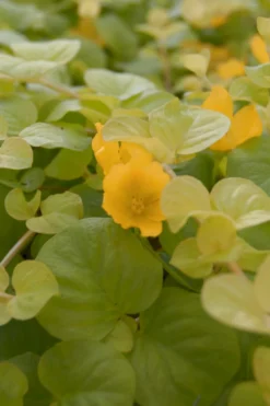 Gelbes Pfennigkraut / Lysimachia Nummularia Aurea Im 9x9 Cm Topf