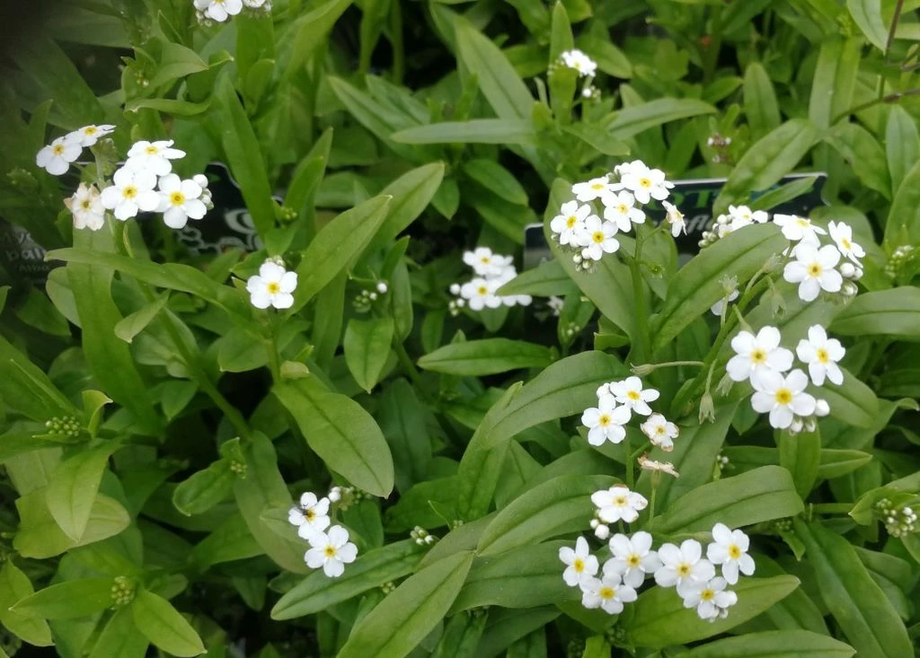 Weißes Sumpfvergißmeinnicht / Myosotis Palustris Weiß Im 9x9 Cm Topf 3 Weißes Sumpfvergißmeinnicht / Myosotis Palustris Weiß Im 9x9 Cm Topf