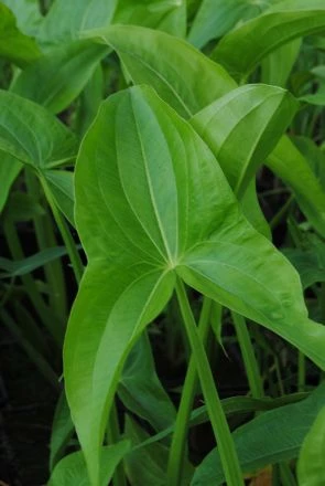 Gefülltblühendes Pfeilkraut / Sagittaria Latifolia Plena Im 11x11 Cm Topf 3 Gefülltblühendes Pfeilkraut / Sagittaria Latifolia Plena Im 11x11 Cm Topf