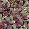 Gestreifter, Kriechender Günsel / Ajuga Reptans Burgundy Glow Im 9x9 Cm Topf