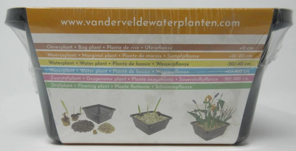 Anzucht-Set Zwergrohrkolben / Typha Minima 5 Anzucht-Set Zwergrohrkolben / Typha Minima – Bild 3