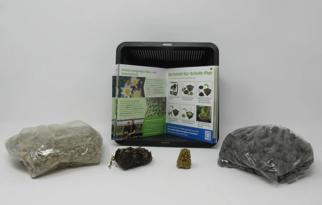 Anzucht-Set Weiße Zwerg-Seerose / Nymphaea Pygmaea Alba (tetragona) Miniseerose 4 Anzucht-Set Weiße Zwerg-Seerose / Nymphaea Pygmaea Alba (tetragona) Miniseerose – Bild 2