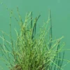 Zwergschachtelhalm / Equisetum Scirpoides Im 9x9 Cm Topf 2 Zwergschachtelhalm / Equisetum Scirpoides Im 9x9 Cm Topf -Hobby || DENNERLE || Flamingo Verkäufe GT20386ST 1