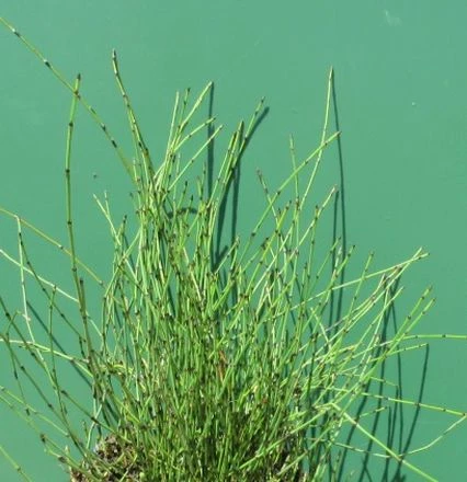 Zwergschachtelhalm / Equisetum Scirpoides Im 9x9 Cm Topf 3 Zwergschachtelhalm / Equisetum Scirpoides Im 9x9 Cm Topf
