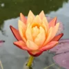 Zweifarbige Seerose / Nymphaea "Wanvisa" *Rarität* 1 Zweifarbige Seerose / Nymphaea "Wanvisa" *Rarität* -Hobby || DENNERLE || Flamingo Verkäufe GT3000wf 1 1