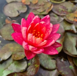 Zweifarbige Seerose / Nymphaea "Wanvisa" *Rarität* -Hobby || DENNERLE || Flamingo Verkäufe GT3000wf 1 3