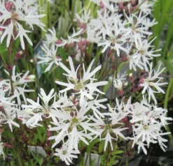 Weiße Kuckucks-Lichtnelke / Lychnis Flos-cuculi "White Robin" Im 9x9 Cm Topf