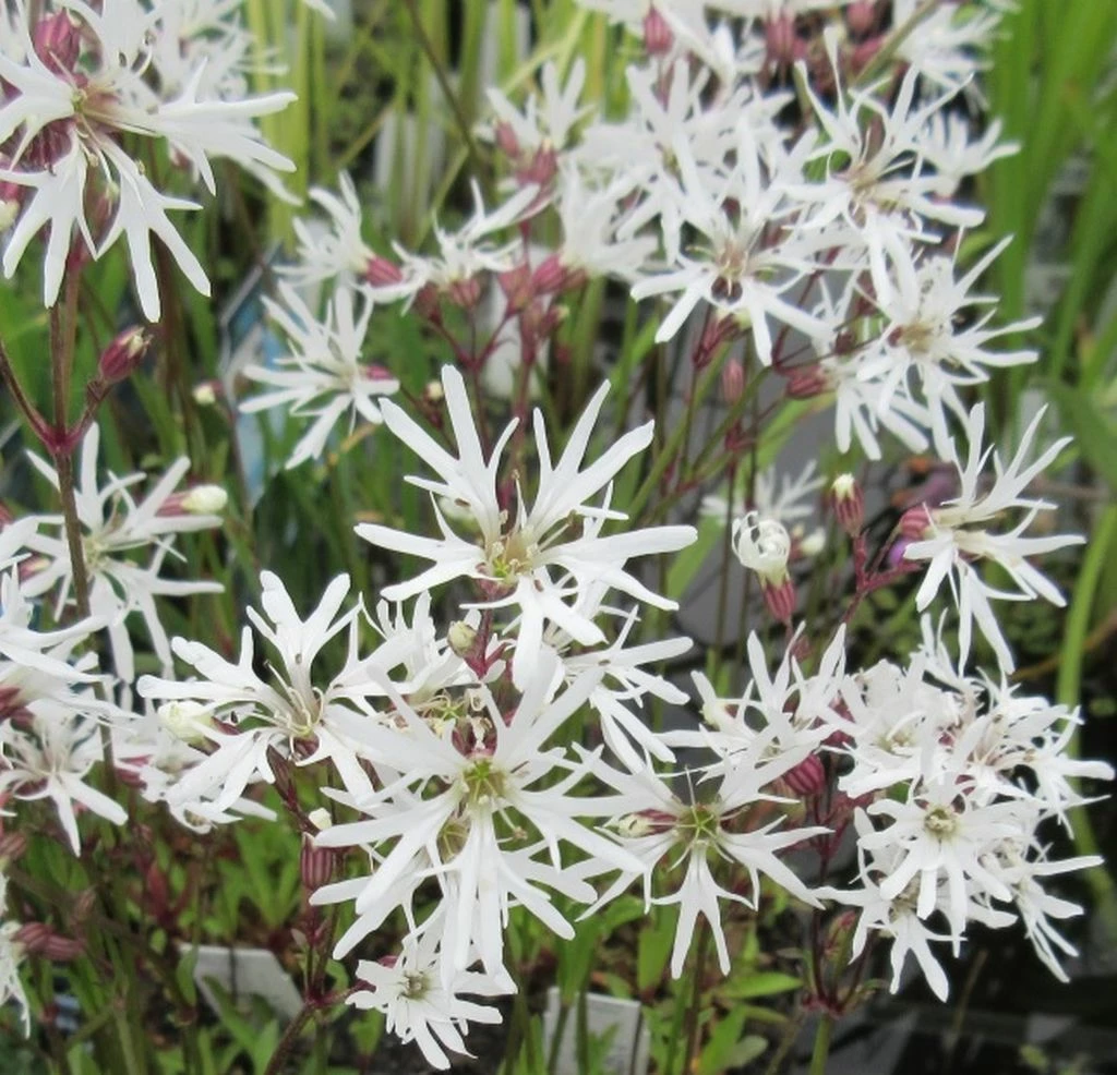 Weiße Kuckucks-Lichtnelke / Lychnis Flos-cuculi "White Robin" Im 9x9 Cm Topf 3 Weiße Kuckucks-Lichtnelke / Lychnis Flos-cuculi "White Robin" Im 9x9 Cm Topf