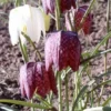 Schachbrettblume, Schachblume / Fritillaria Meleagris Im 9x9 Cm Topf 1 Schachbrettblume, Schachblume / Fritillaria Meleagris Im 9x9 Cm Topf -Hobby || DENNERLE || Flamingo Verkäufe GT37PP 1 1