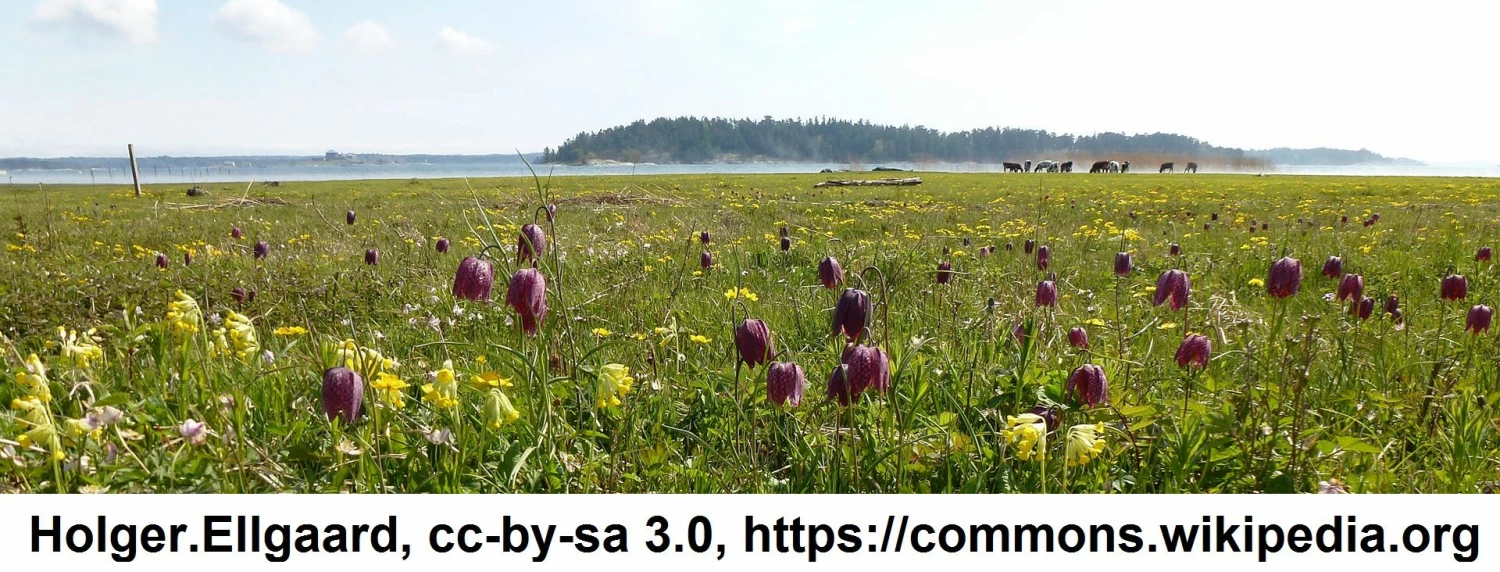 Samen Schachbrettblume / Fritillaria Meleagris - Samen Für Ca. 50 Pflanzen 4 Samen Schachbrettblume / Fritillaria Meleagris - Samen Für Ca. 50 Pflanzen – Bild 2