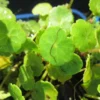 Wassernabel / Hydrocotyle Vulgaris Im 9x9 Cm Topf -Hobby || DENNERLE || Flamingo Verkäufe GT442Wo 1 2