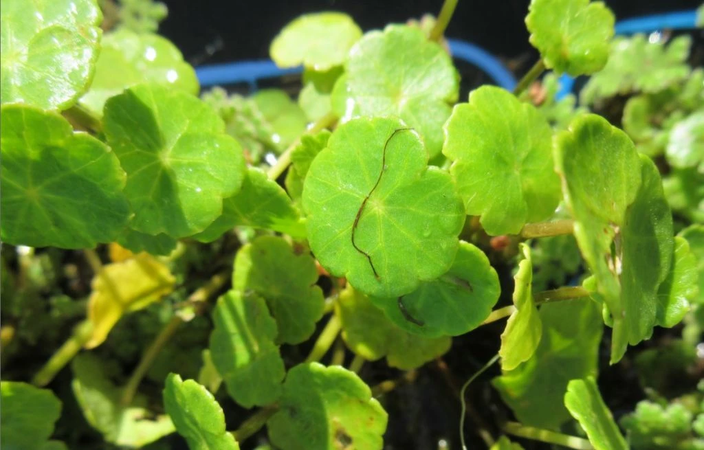 Wassernabel / Hydrocotyle Vulgaris Im 9x9 Cm Topf 3 Wassernabel / Hydrocotyle Vulgaris Im 9x9 Cm Topf