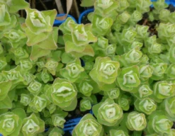 Sumpf-Johanniskraut - Sumpf-Hartheu, Gelb / Hypericum Elodes Im 9x9 Cm Topf