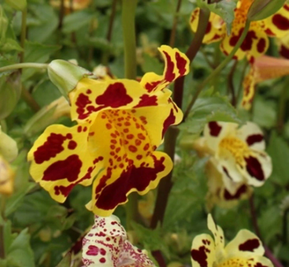 Getigerte Gauklerblume / Mimulus Tigrinus - Gelb-rot Gefleckt Im 9x9 Cm Topf 3 Getigerte Gauklerblume / Mimulus Tigrinus - Gelb-rot Gefleckt Im 9x9 Cm Topf
