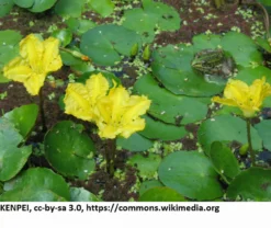Europäische Gelbe Seekanne / Nymphoides Peltata Im 9x9 Cm Topf