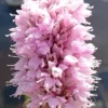 Schlangen-Wiesenknöterich, Rosa / Persicaria Bistorta - Bistorta Officinalis Im 9x9 Cm Topf -Hobby || DENNERLE || Flamingo Verkäufe GT836Wo 1
