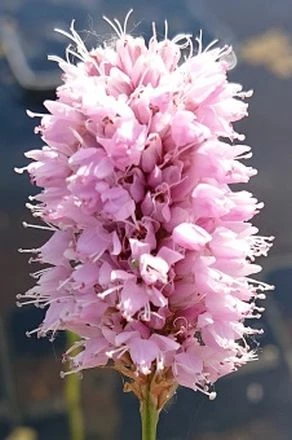 Schlangen-Wiesenknöterich, Rosa / Persicaria Bistorta - Bistorta Officinalis Im 9x9 Cm Topf 3 Schlangen-Wiesenknöterich, Rosa / Persicaria Bistorta - Bistorta Officinalis Im 9x9 Cm Topf