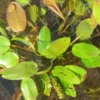 Schwimmendes Laichkraut / Potamogeton Natans Im 9x9 Cm Topf -Hobby || DENNERLE || Flamingo Verkäufe GT930Wo 1