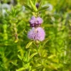 Blaue Englische Wasserminze / Mentha (Preslia) Cervina Im 9x9 Cm Topf 2 Blaue Englische Wasserminze / Mentha (Preslia) Cervina Im 9x9 Cm Topf -Hobby || DENNERLE || Flamingo Verkäufe GT940Wo 1 1