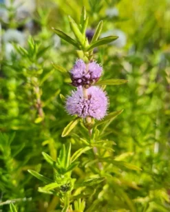 Blaue Englische Wasserminze / Mentha (Preslia) Cervina Im 9x9 Cm Topf