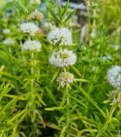 Weiße Englische Wasserminze / Mentha (Preslia) Cervina 'Alba' Im 9x9 Cm Topf