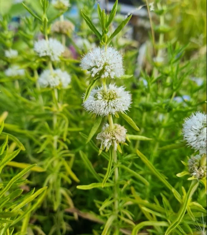 Weiße Englische Wasserminze / Mentha (Preslia) Cervina 'Alba' Im 9x9 Cm Topf 3 Weiße Englische Wasserminze / Mentha (Preslia) Cervina 'Alba' Im 9x9 Cm Topf