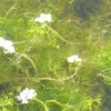 Wasser-Hahnenfuß, Weiß / Ranunculus Aquatilis Im 9x9 Cm Topf 1 Wasser-Hahnenfuß, Weiß / Ranunculus Aquatilis Im 9x9 Cm Topf -Hobby || DENNERLE || Flamingo Verkäufe GT990Wo 1