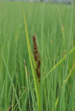 Hirse Segge / Carex Panicea Im 9x9 Cm Topf