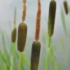 Feinblättriger Rohrkolben / Typha Gracilis Im 9x9 Cm Topf 1 Feinblättriger Rohrkolben / Typha Gracilis Im 9x9 Cm Topf -Hobby || DENNERLE || Flamingo Verkäufe GTA 097BA 1 1