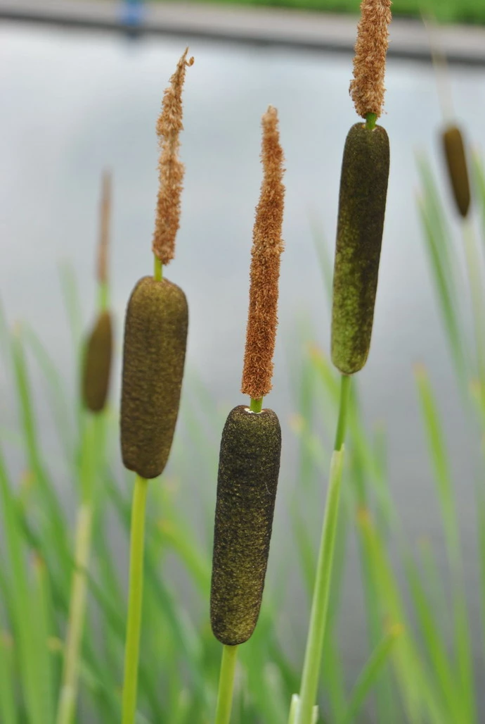 Feinblättriger Rohrkolben / Typha Gracilis Im 9x9 Cm Topf 3 Feinblättriger Rohrkolben / Typha Gracilis Im 9x9 Cm Topf