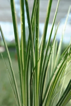 Weiß-bunter Zwergkalmus / Acorus Gramineus "Variegatus" Im 9x9 Cm Topf