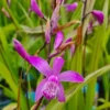 Winterharte Gartenorchidee - Japanorchidee / Bletilla Striata 2 Winterharte Gartenorchidee - Japanorchidee / Bletilla Striata -Hobby || DENNERLE || Flamingo Verkäufe GTC 002BA 1 1